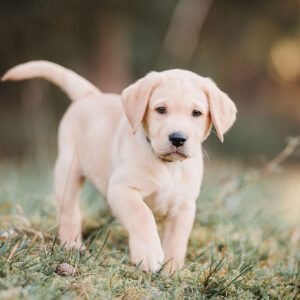 Canipedia Welpentrainer*in - Selbstlernkurs